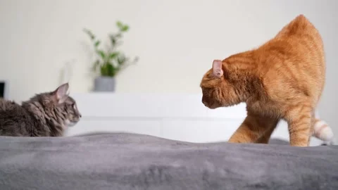 The two cats are unhappily communicating and fighting. Stock Footage 238509024