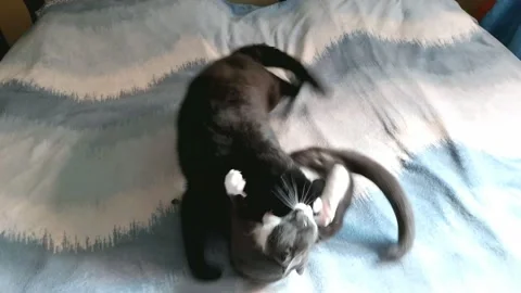 Two cats attack each other on the bed of the house. Stock Footage 204866338