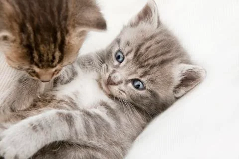 Two cats babies playing Stock Photos