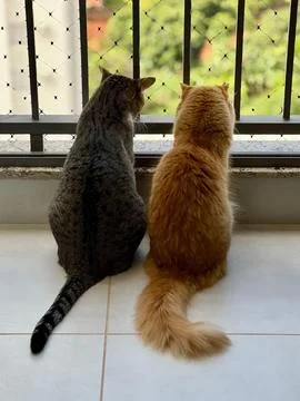 Two cats on the balcony Stock Photos