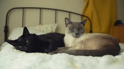 Two Cats in Bed Looking Into Camera Stock Footage 51742801