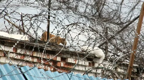 Two cats behind barbed wire Video stock 35313807