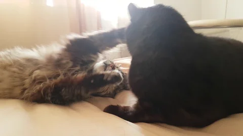 Two cats, black and brindle, play on the bed, lie resting Stock Footage 129570518