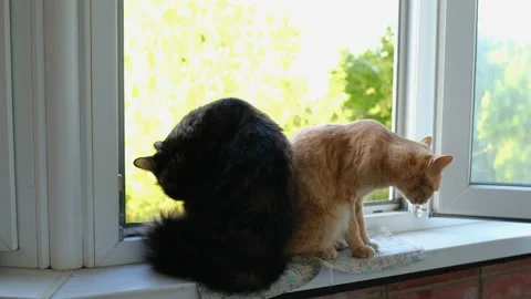 Two cats, black and ginger, sit side by side on the windowsill Stock Footage 155079370