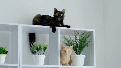 Two cats black and ginger are sitting on a white locker at home. Stock Footage 170689504