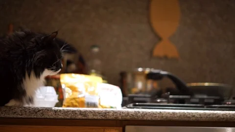 Two cats, black and white, sit on the table Stock Footage 101419673