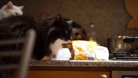Two cats, black and white, sit on the table Stock Footage 101419676