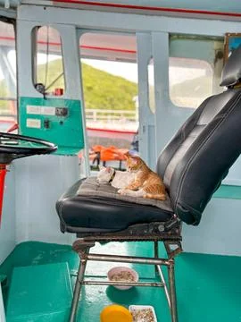 Two cats in a boat cabin Stock Photos