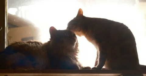 Two Cats Bonding in Backlit Window Light, Cinematic Tender Grooming Moment Stock Footage 345107503
