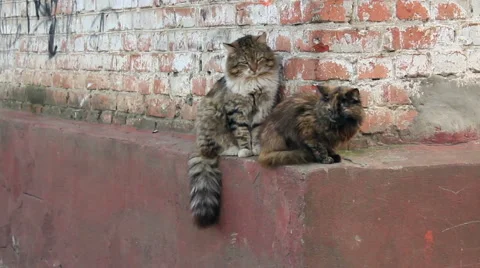 Two cats on brick house corner Stock Footage 45622730