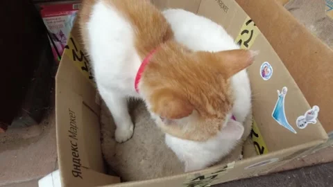 Two cats care for each other, cuddling and licking Stock Footage 169389891