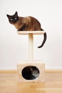 Two cats on cat tower Stock Photos