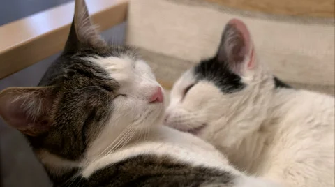 Two cats on a chair Stock Footage 59943142