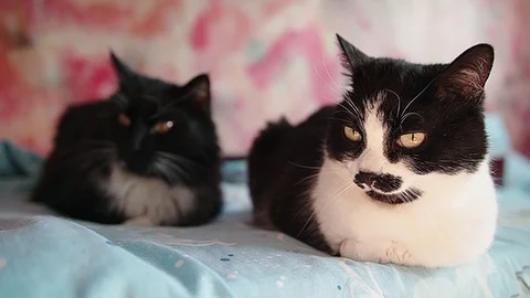 Two cats chillin indoor 60fps Stock Footage 83731087