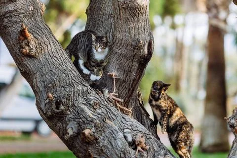 Two cats climbed up on a tree afraid of a dog, cats looking down from tree Stock Photos