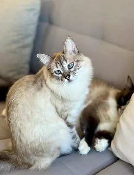 Two cats on the couch Fotos de archivo