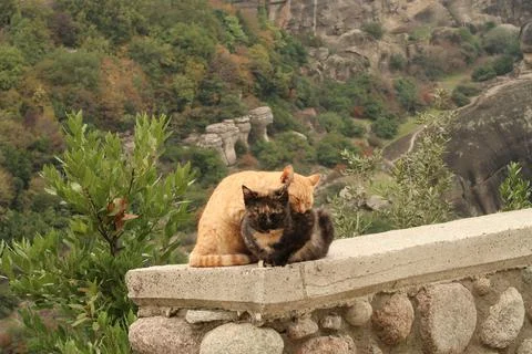 Two cats cuddling at the side of the road close to the Meteora Monasteries Stock Photos