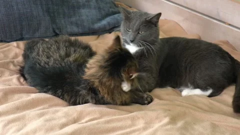 Two cats cuddling on white blanket at home. Cute domestic striped friendly cats Stock Footage 335594914