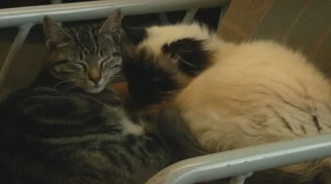 Two Cats of Different Breeds Cuddling on Chair Video stock 10233317