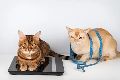 Two cats on digital scale with measuring tape weight control concept Foto stock