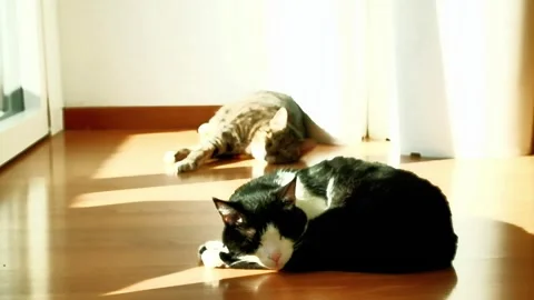 Two cats doze in the sun, taking advantage of the rays coming from the window Stock Footage 332847389