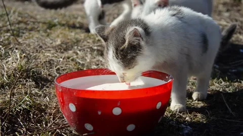 Two cats drink milk from a red bowl outside. the concept of stray cats Stock Footage 188857657