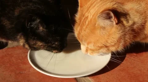 Two cats drinking milk from a saucer Stock Footage 18166762