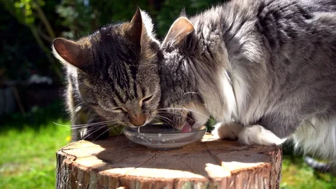 Two cats drinking milk in slow motion Stockbeeldmateriaal 130015718