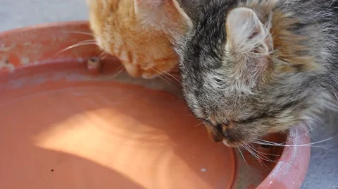 Two cats drinking water Stock Footage 41791753