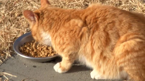 Two cats eating dry pet food from metal bowls on grass outside, close-up Stock Footage 147316560