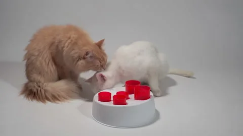 Two cats eating from an intelligent feeder toy Stock Footage 154501622