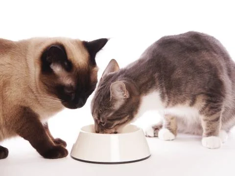 Two cats eating from same feeding bowl Foto stock