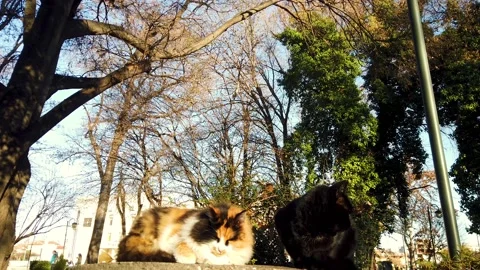 Two cats enjoy on the sunset Stock Footage 145406409