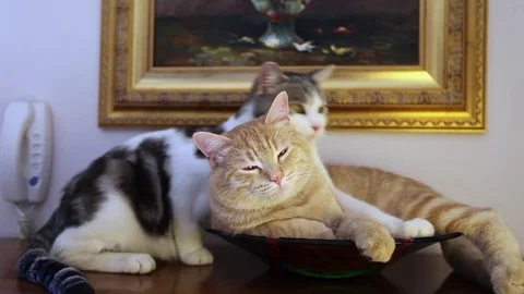 Two cats enjoy their time staying together all time Stock Footage 82244130