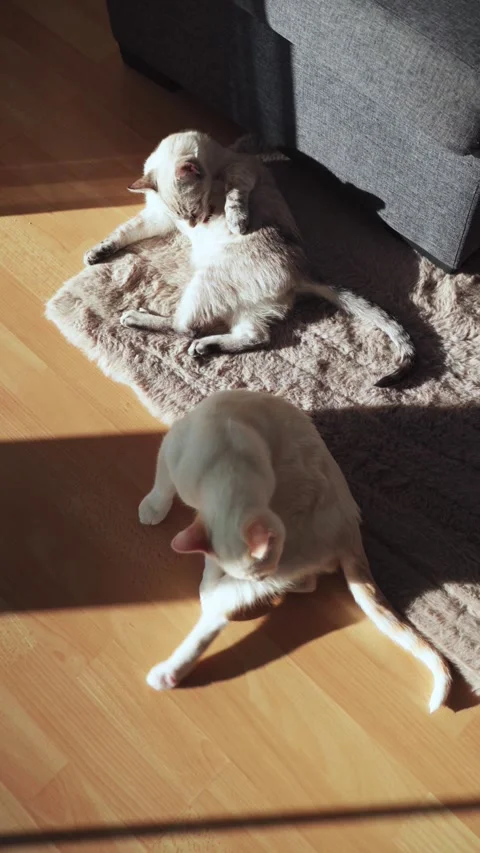 Two cats enjoy a warm sunspot on a soft rug. One cat stretches on its back while Stock Footage 330812510