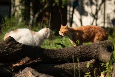 "Two Cats Face Off on Fallen Tree in Forest" Foto stock