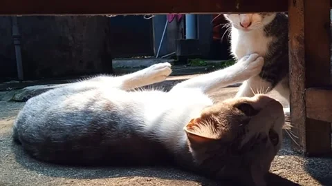 Two cats fight with biting and scratching each other Stock Footage 253805256