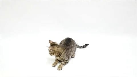 Cute Cat Icons Videos