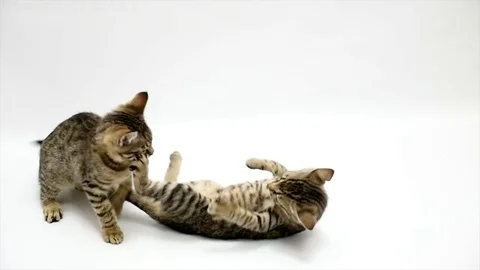 Two cats fight each other on a white background,slow motion Stock Footage