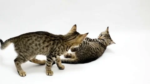 Two cats fight each other on a white background,slow motion 스톡 동영상 79539635
