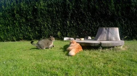 Two cats fighting Stock Footage 47344533