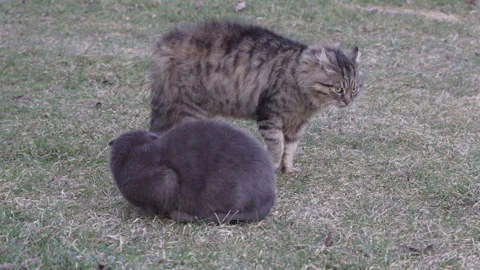 Two cats fighting Video stock 321410053