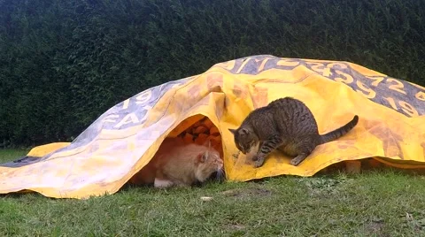 Two cats fighting on the garden Stock-Footage 44897727