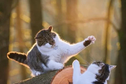 Two cats fighting or playing, animal behavior and relationship. Foto stock