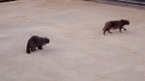 Two cats fighting on the street. Selective focus. Stock Footage 291684673
