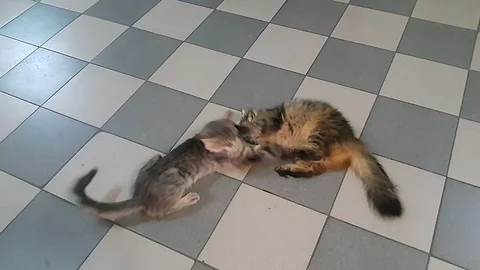 Two cats on the floor play with each other and fight Video stock 113671542