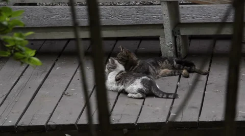 Two cats Stock Footage 5186318