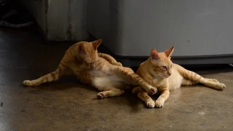 Two cats Stock Footage 79782756