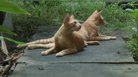 Two cats Stock Footage