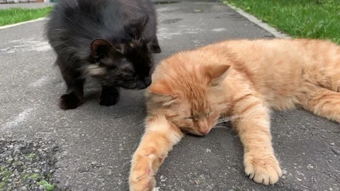 Two cats Stock Footage 137950563